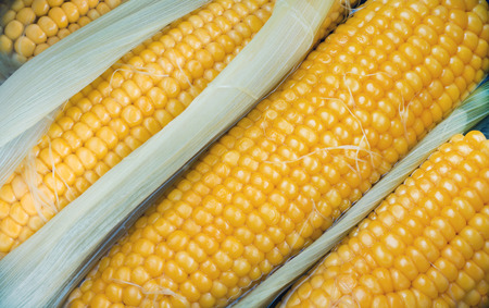 Close up of boiled cornの写真素材