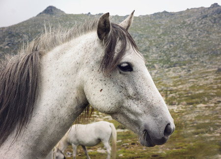 Close up of white horse headの写真素材