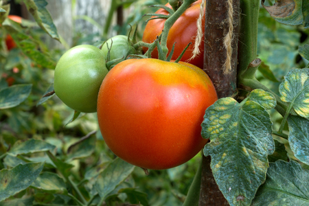 Red tomatoes growing in the gardenの写真素材