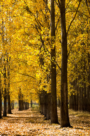 Autumn scene with trees and yellow colored leavesの写真素材