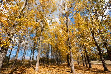 Autumn scene with trees and yellow colored leavesの写真素材