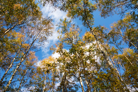 Autumn scene with trees and yellow colored leaves on blue sky backgroundの写真素材