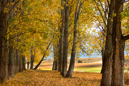 Autumn scene with trees and yellow colored leavesの写真素材