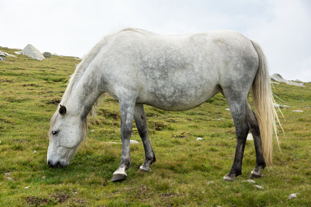 White horse on meadow backgroundの写真素材