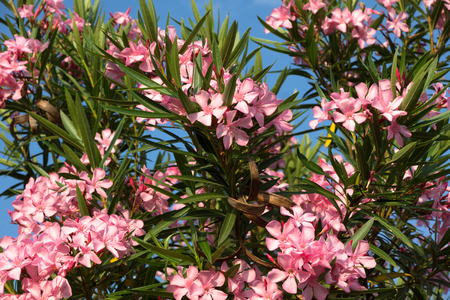 Pink oleander flowers on sky backgroundの写真素材