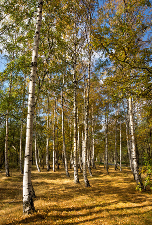 Autumn scene with trees and yellow colored leavesの写真素材