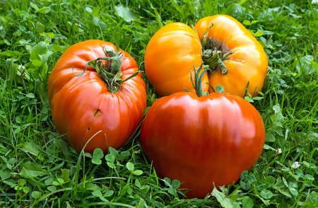 Red tomatoes over green grassの写真素材