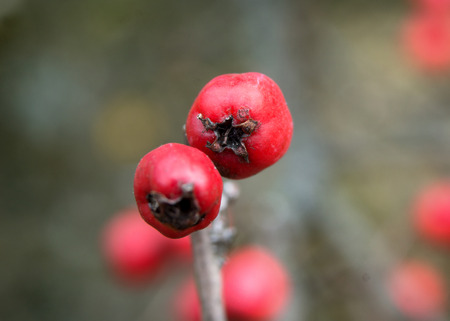 Extreme close up of ripe hawthorn berriesの写真素材