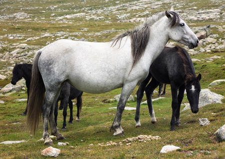 White horse on high muontain meadowの写真素材