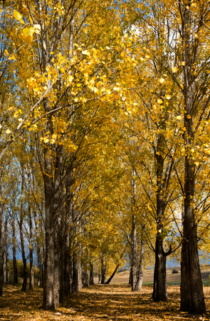 Autumn scene with trees and yellow colored leavesの写真素材