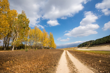 Autumn scene with trees and yellow colored leavesの写真素材