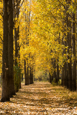 Autumn scene with trees and yellow colored leavesの写真素材