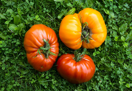 Red tomatoes over green grassの写真素材