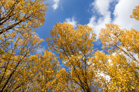 Autumn scene with trees and yellow colored leaves on blue sky backgroundの写真素材