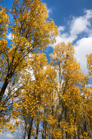 Autumn scene with trees and yellow colored leaves on blue sky backgroundの写真素材