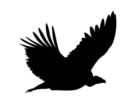 Vector illustration of flying Griffon vulture  silhouetteのイラスト素材