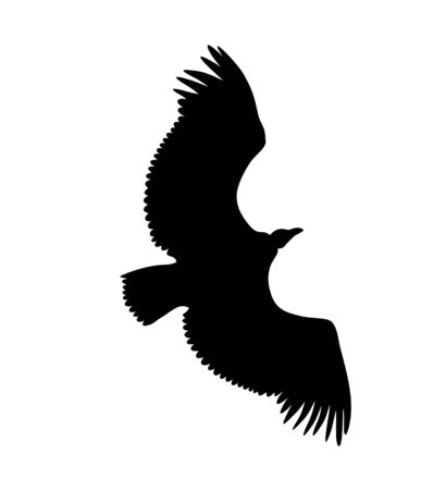 Vector illustration of flying Griffon vulture  silhouetteのイラスト素材