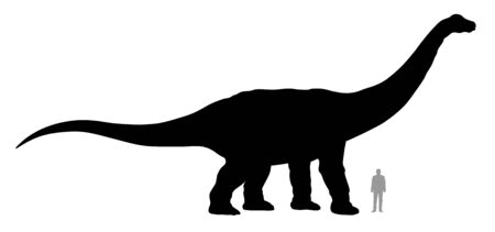 Vector illustration of silhouette of dinosaur Apatosaurus compared to a 1.80 m tall person.のイラスト素材