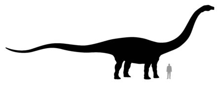 Vector illustration of silhouette of dinosaur Diplodocus compared to a 1.80 m tall person.のイラスト素材