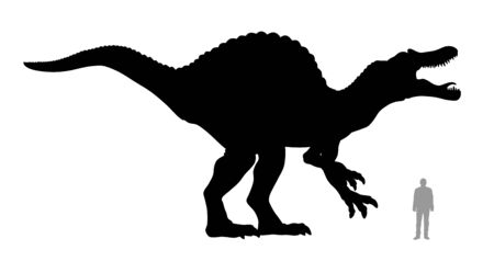 Vector illustration of silhouette of dinosaur Spinosaurus compared to a 1.80 m tall person.のイラスト素材