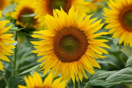 A landscape of beautiful sunflowersの写真素材