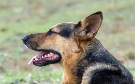 Close up of dog head profileの写真素材
