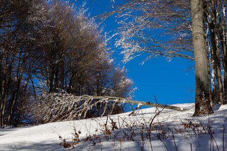 Frozen trees in the mountain highの写真素材