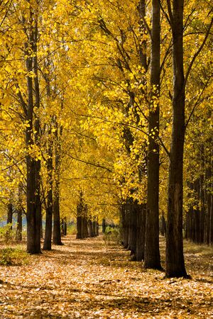 Autumn scene with trees and yellow colored leavesの写真素材