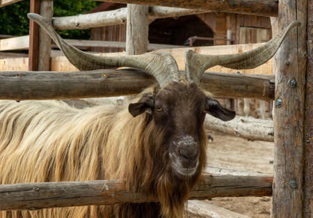 A curious goat peeks over thr fenceの写真素材
