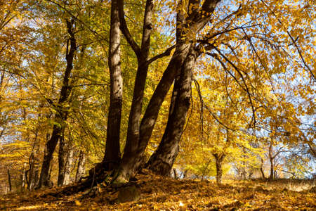 Autumn scene with trees and yellow colored leavesの写真素材