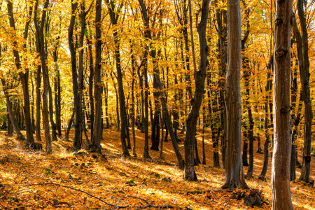 Autumn scene with trees and yellow colored leavesの写真素材