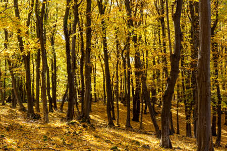 Autumn scene with trees and yellow colored leavesの写真素材