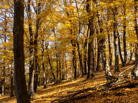 Autumn scene with trees and yellow colored leavesの写真素材