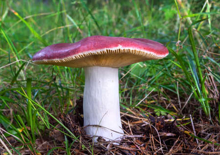 Wild mushrooms growing in the forestの写真素材