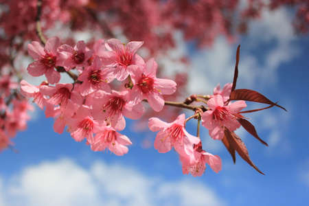 Thai Sakura Flower
