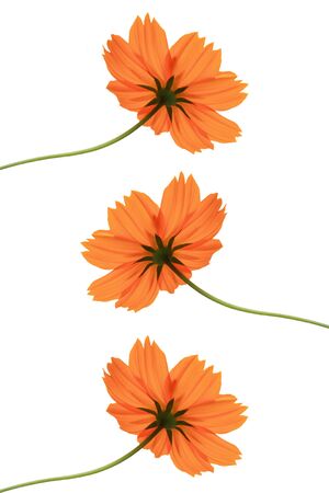 Beautiful flower with white background の写真素材