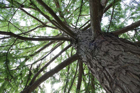 up the tree