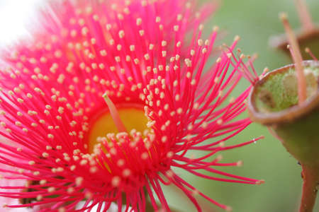 banksia 6534の写真素材