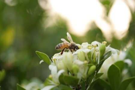 bee on mock orange 2の写真素材