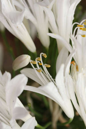 white lilliesの写真素材