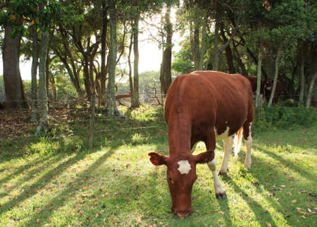 backlit cowの写真素材