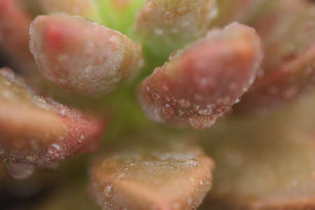 succulent 7560の写真素材