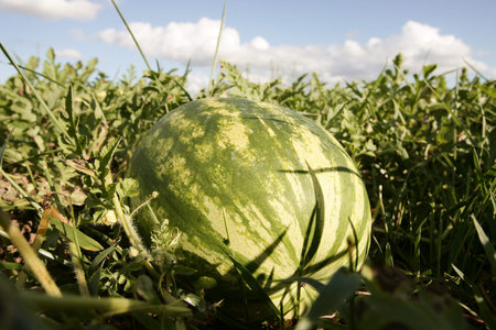 Watermelon plantation on a farm in the city of Eunapolis.の写真素材