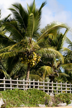 conde, bahia / brazil - february 8, 2008: Coconut plantation on farm in the city of Conde. The fruit is used to extract water and vegetable oil. *** Local Caption ***のeditorial素材