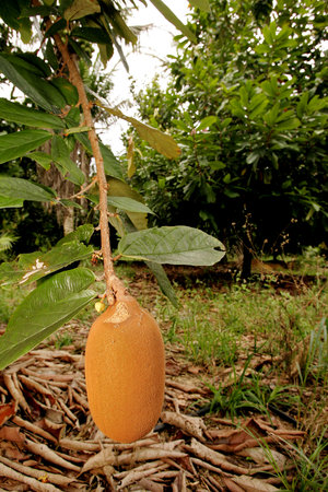 porto Seguro, bahia / brazil - october 15, 2010: cupuacu plantation in a farm in the city of Porto Seguro. The fruit is used for pulp extraction.のeditorial素材