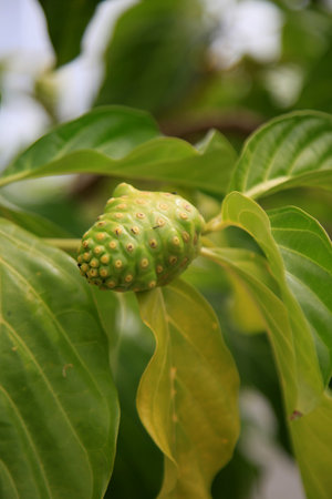 morinda citrifolia fruit, commonly known as noni, is seen on a street in the city of Salvador.