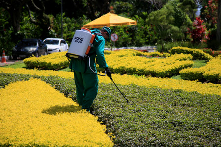 salvador, bahia / brazil - november 8, 2019: man is seen spraying pesticide on garden pests in the city of Salvador.のeditorial素材