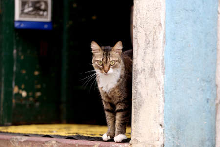 cat, pet is seen in residence in the city of Salvador.の写真素材