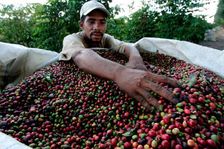 itabela, bahia / brazil - April 23, 2010: rural worker is seen during coffee fruit harvest on a farm in the city of Itabela.のeditorial素材