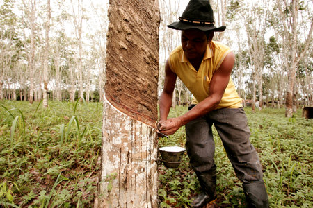 itabela, bahia / brazil - june 2, 2010: Rural worker extracts tree latex for rubber production in the city of Itabala.のeditorial素材
